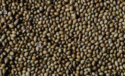 Coriander Seeds